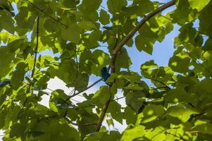 Indigo bunting bird in a tree photo