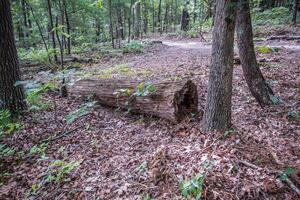 Rotting log in the forest photo