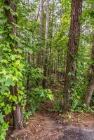 Hidden trail in the forest photo