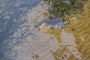 Garbage underwater in the lake photo