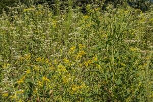 Field full of tall wildflowers photo