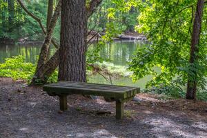 Bench at the lake along the trails photo