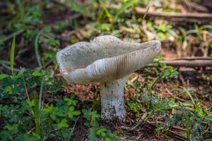 White mushroom in the forest photo