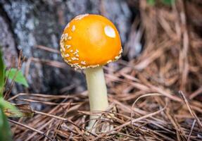 Orange cap mushroom photo