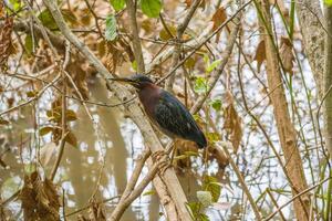 Green heron on a branch closeup photo