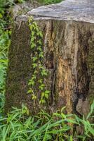 Poison ivy growing up a stump photo