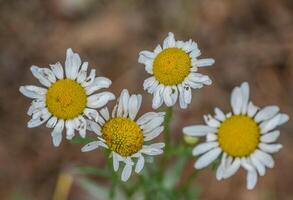 Wild daisies finishing blooming photo