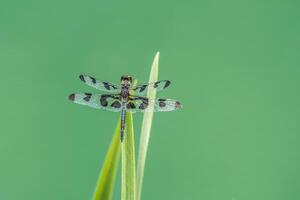 Dragonfly on a water plant photo