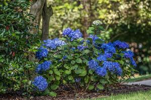 Blue hydrangea bush photo