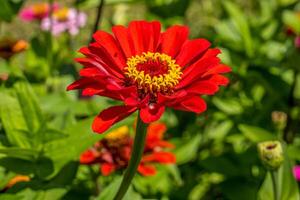 Red zinnia flower closeup photo