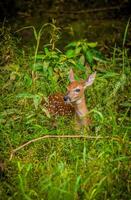 Fawn in the forest photo