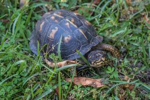 Eastern female box turtle closeup photo