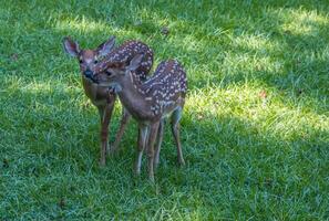 Twin whitetail deer fawns together closeup photo