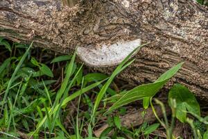 Fungi on a log photo