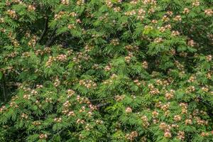 Mimosa tree in bloom closeup photo