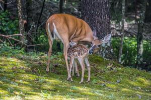 Doe and her fawn photo