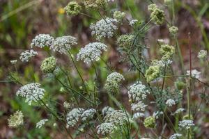 Queen anne's lace blooming photo