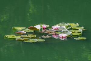 Frog with waterlilies in the water photo