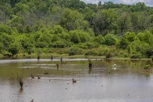 Waterfowl in the wetlands photo