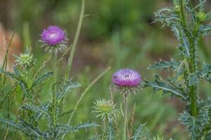 Thistles with bees closeup photo