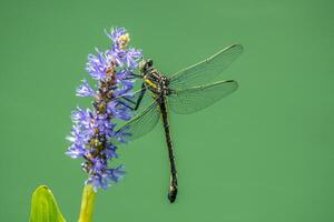 libélula en un agua planta foto