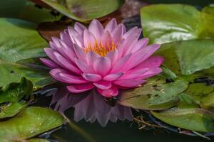 Beautiful bright pink waterlily in pond photo