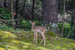 Fawn by itself in the forest photo