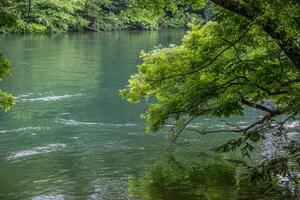 Trees along the riverbank photo