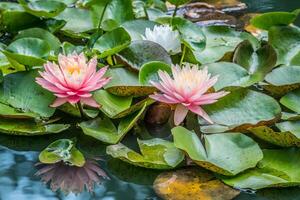 Pink waterlilies and pads in a pond photo