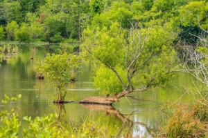 Wetlands with vegetation photo