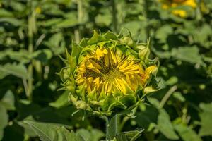 Sunflower beginning to open photo