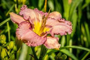 Pink ruffle daylily closeup photo