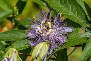 Bee inside a passion flower photo