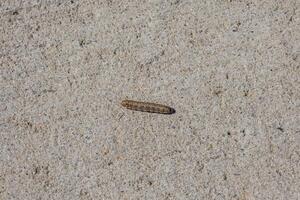 Caterpillar crawling on the sidewalk photo