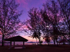 Silhouetted trees at Dusk in Phuket park. photo