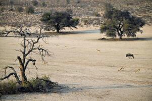 Wildebeest and springbok trot leisurely through the dry riverbed of the Auob River photo