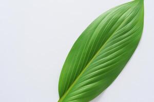 Pandan Leaf Rests on White Paper, A Blend of Nature's Freshness on a Clean Canvas photo