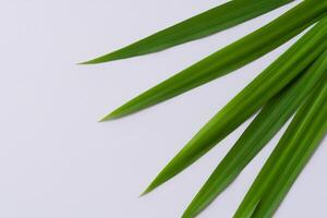 pandan hoja descansa en blanco papel, un mezcla de de la naturaleza frescura en un limpiar lona foto