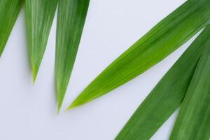 Pandan Leaf Rests on White Paper, A Blend of Nature's Freshness on a Clean Canvas photo