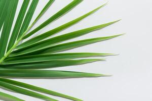 pandan hoja descansa en blanco papel, un mezcla de de la naturaleza frescura en un limpiar lona foto