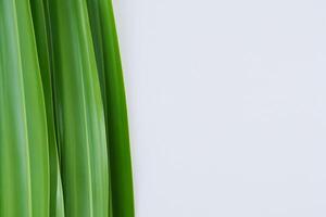 Pandan Leaf Rests on White Paper, A Blend of Nature's Freshness on a Clean Canvas photo