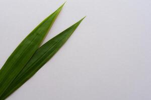 Pandan Leaf Rests on White Paper, A Blend of Nature's Freshness on a Clean Canvas photo