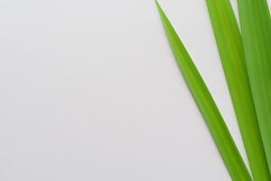 Pandan Leaf Rests on White Paper, A Blend of Nature's Freshness on a Clean Canvas photo