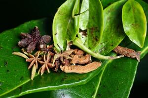 Exploring the Beauty of Macro Spices and Herb Background, A Flavorful Tapestry of Culinary Inspiration photo