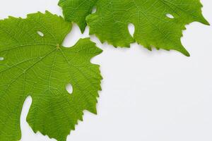 Leafy Elegance Grape Leaves Adorn White Paper Mockup, A Delicate Fusion of Nature's Charm on Display photo