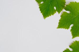 Leafy Elegance Grape Leaves Adorn White Paper Mockup, A Delicate Fusion of Nature's Charm on Display photo