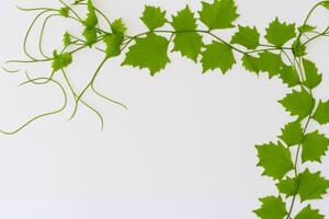 Leafy Elegance Grape Leaves Adorn White Paper Mockup, A Delicate Fusion of Nature's Charm on Display photo