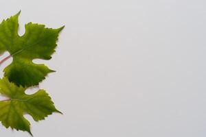 Leafy Elegance Grape Leaves Adorn White Paper Mockup, A Delicate Fusion of Nature's Charm on Display photo