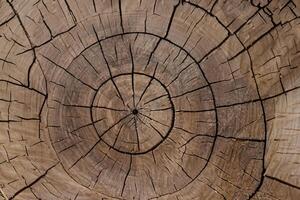 abrazando el belleza de natural madera fondo, un rústico lona de orgánico calor y textura foto