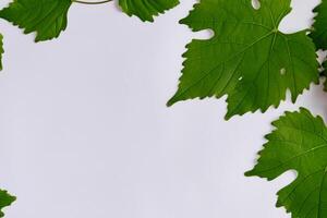 Leafy Elegance Grape Leaves Adorn White Paper Mockup, A Delicate Fusion of Nature's Charm on Display photo